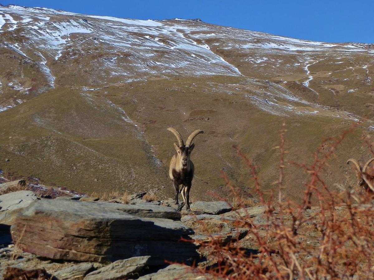 Labella - Hostal Rural Restaurante La Calahorra Dış mekan fotoğraf